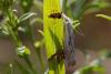 Agriphila geniculea